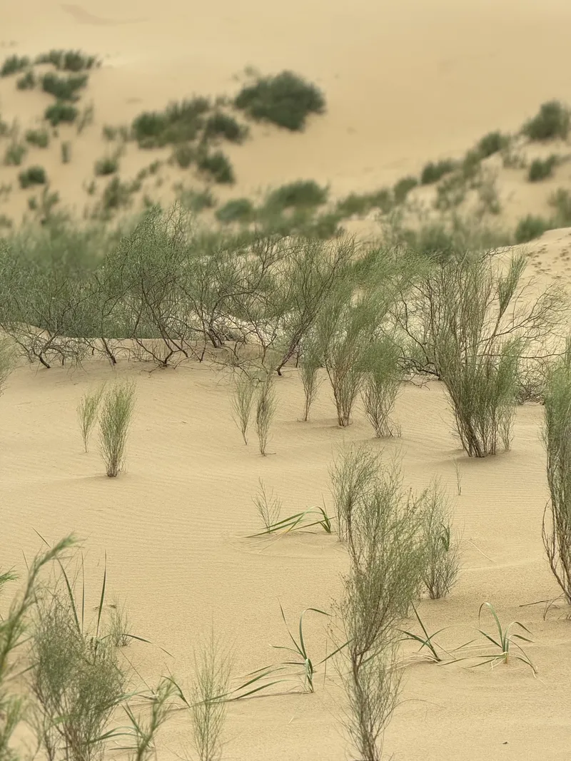 «Сулакский каньон и песчаная дюна Сары кум» из Избербаш