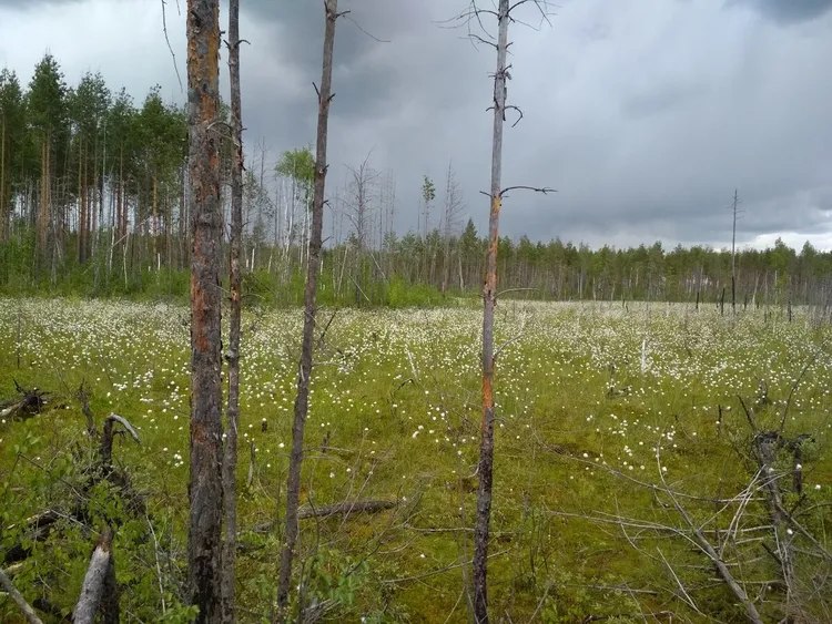 Растительный мир болот