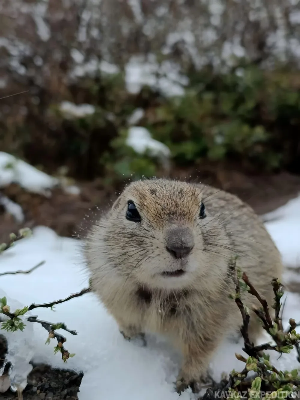 Джилы-Су, водопады и суслики (из Ессентуков)