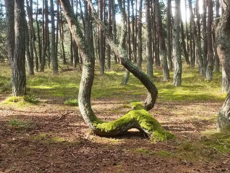 Куршская коса от А до Я