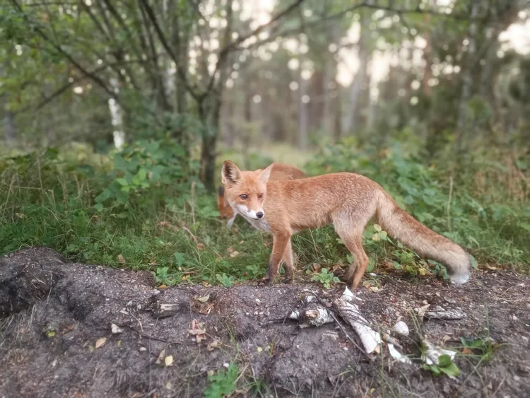 Куршская коса от А до Я