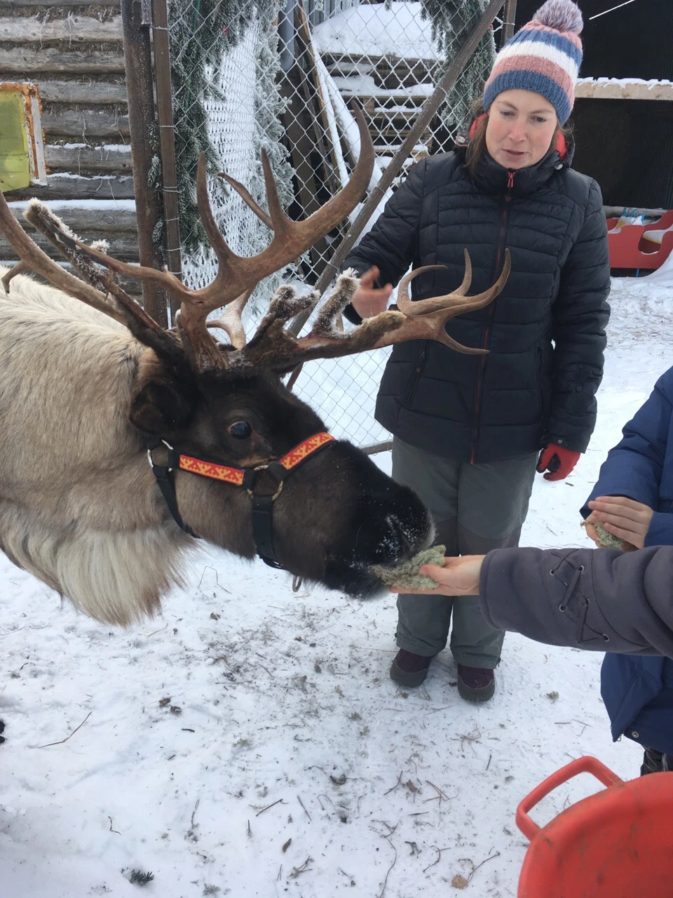 Зима — время чудес: северные олени, русские забавы и впечатления, согревающие сердце