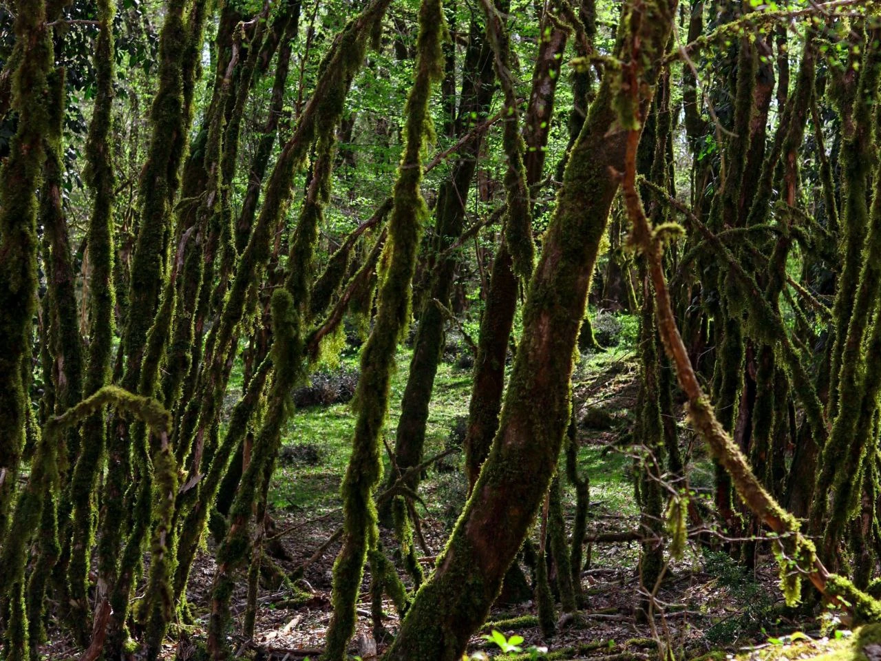 Каньоны Псахо и альпийские луга: авторская атмосферная прогулка-релаксация