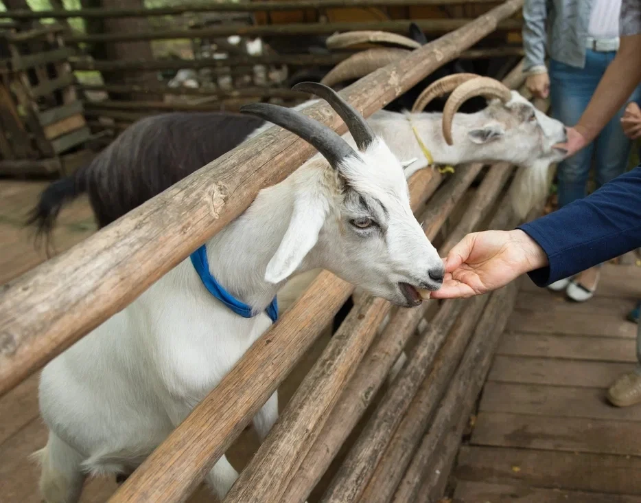 Экскурсия в Витославлицы и Юрьев монастырь