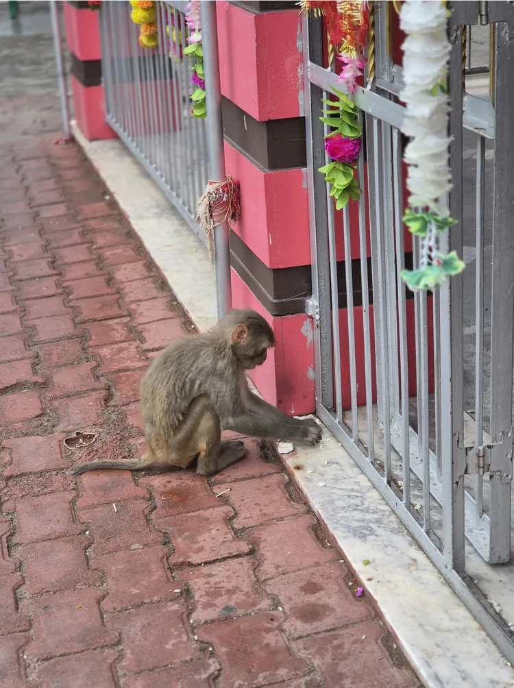 Индия: самые значимые города и места, и всемирная столица йоги Ришикеш