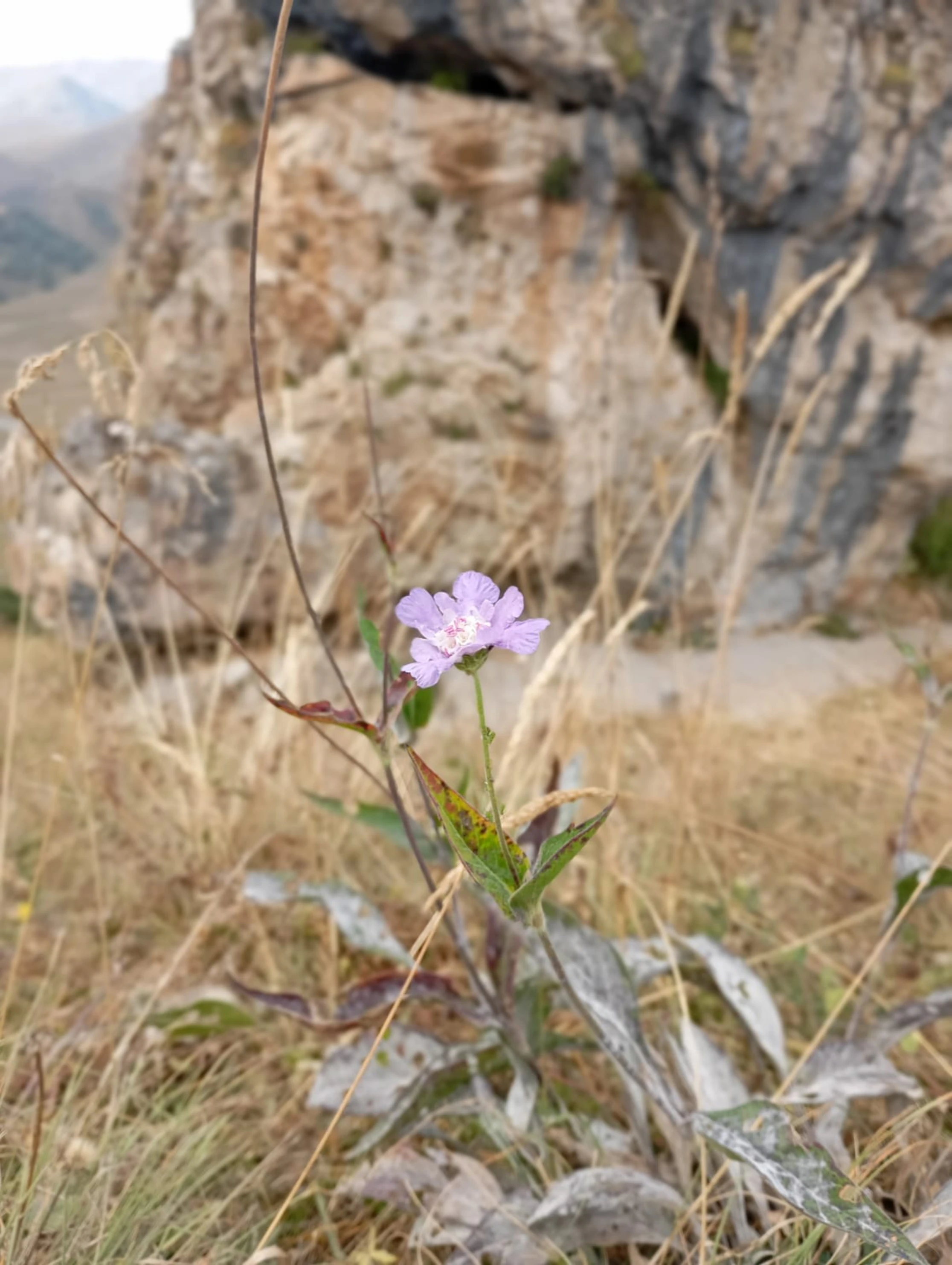 Горная Ингушетия: по следам воинственных аланов (выезд из Владикавказа)